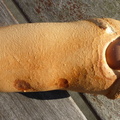 Cornites (202)